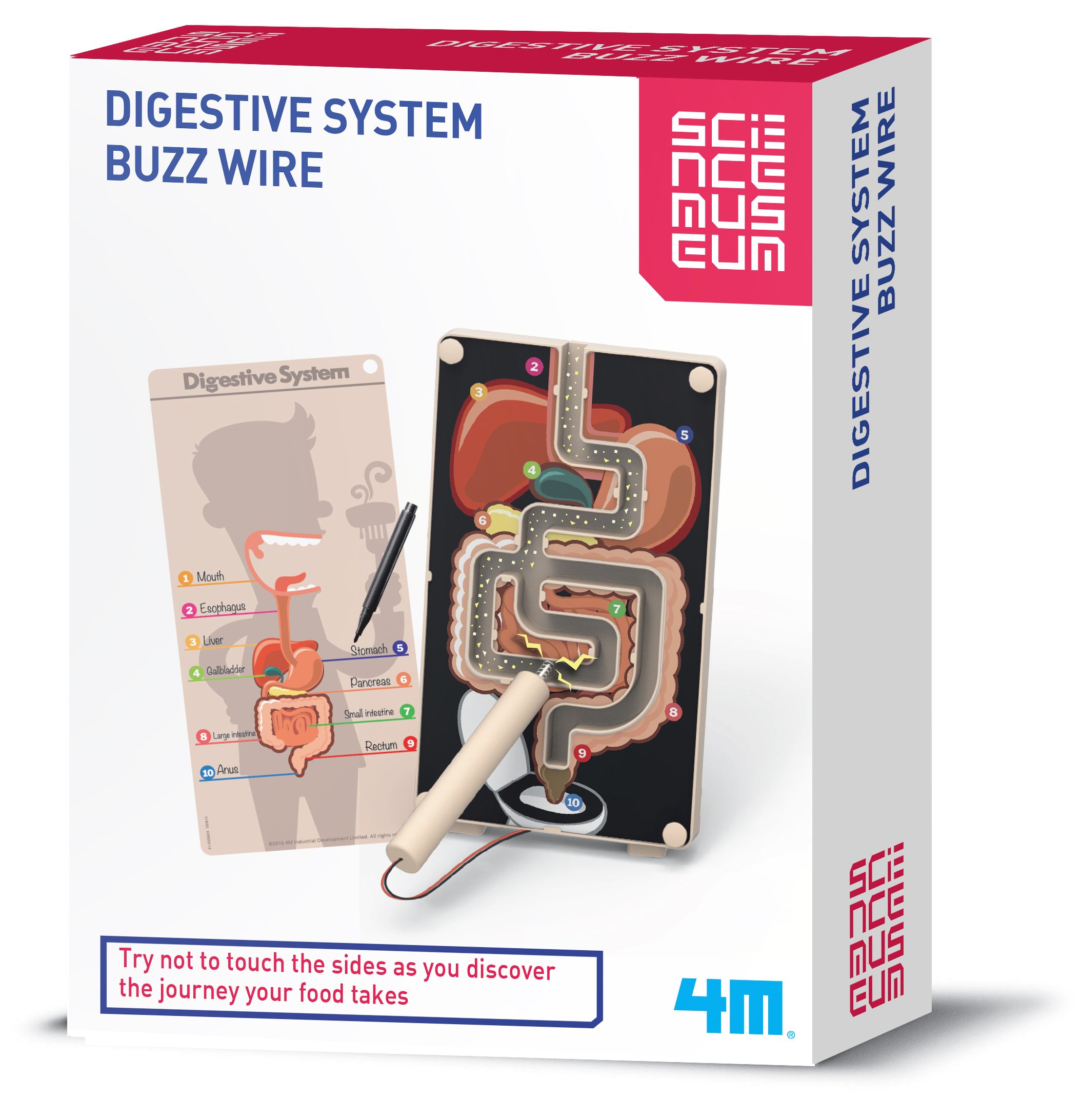 4M M Sm Sm Digestive System Buzz Wire