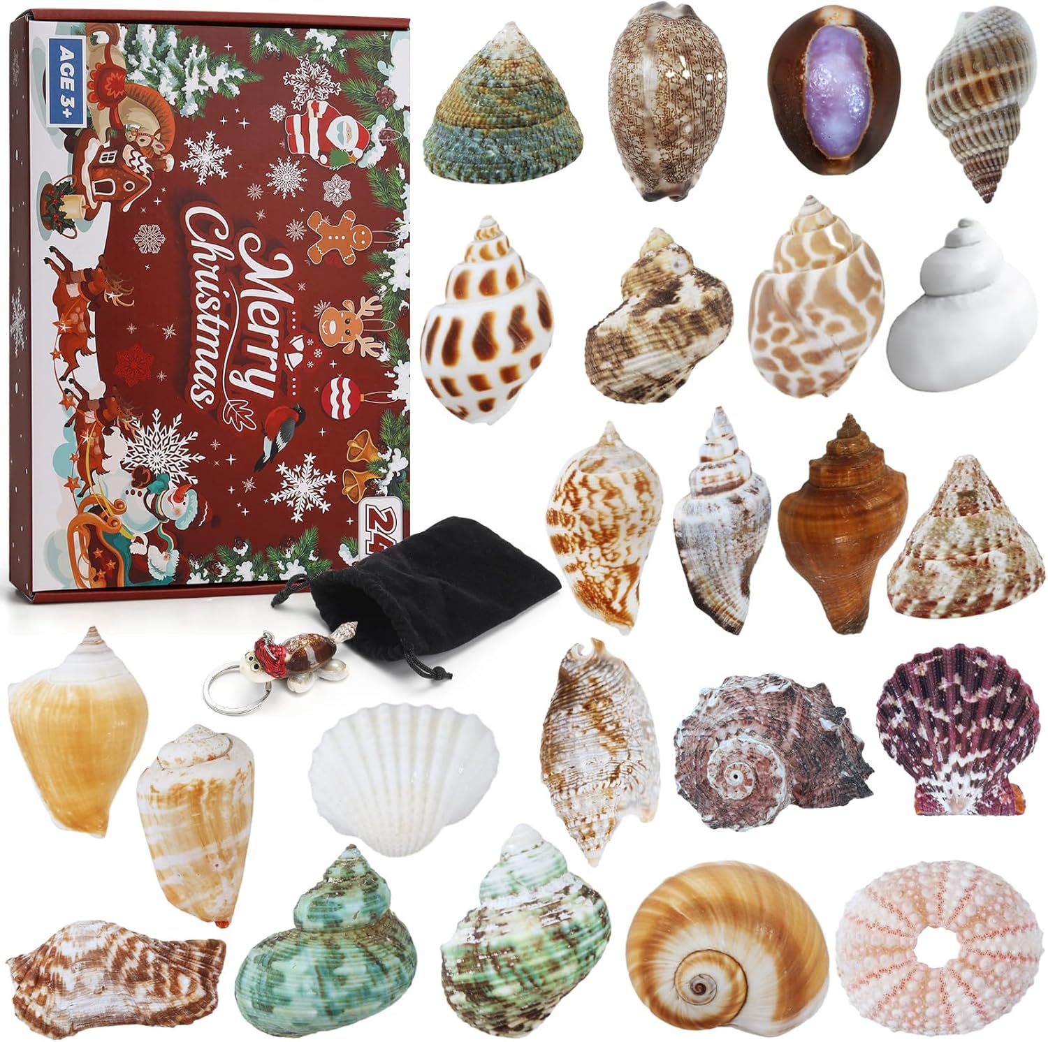 Aitsite Advent Calendar 2025 Shells, 24 Days Natural Seashell Advent Calendar, Shell Collection Enthusiasts Countdown Calendar for Boys Girls