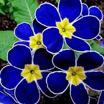 BiStore 100pcs Blue Primrose Oil Semi Primrose Oil Half Rari Half Blooming Bonsai Flower Garden Half Linoleum Primrose Oil