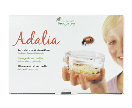 Adalia ladybug breeding kit