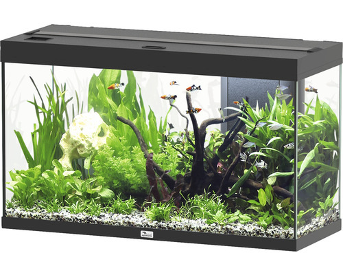 Aquarium aquatlantis Splendid 200 incl. lighting, filter black