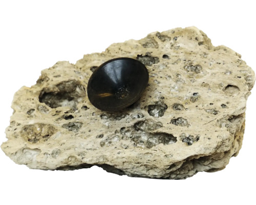 Aquarium decoration aquadeco wall stone with suction cup for attaching to the aquarium pane approx. 10 -17cm aquascaping
