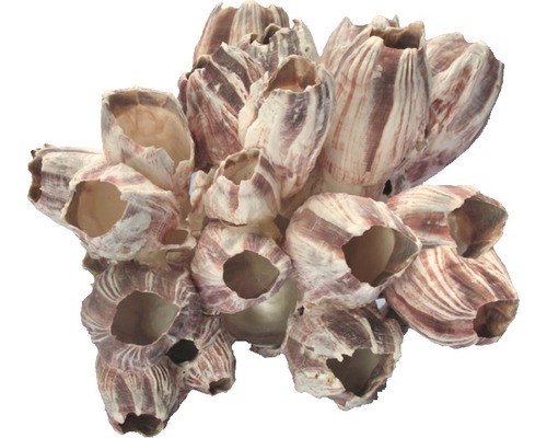 ORBIT Aquarium decoration shell Barnacle approx. 12 x 8 cm