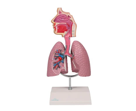 Respiratory model