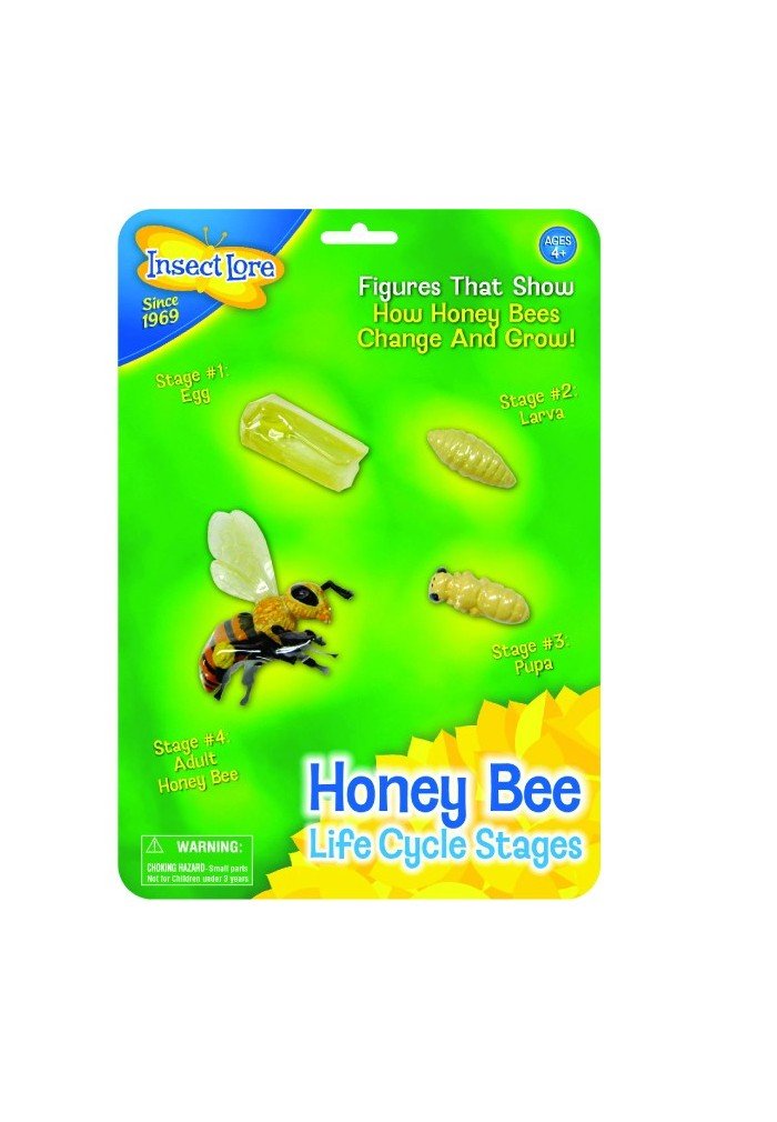 Insect Lore Bee Life Cycle Stages