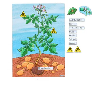 Betzold The Potato Plant