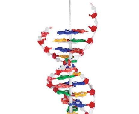 Betzold DNS model, large