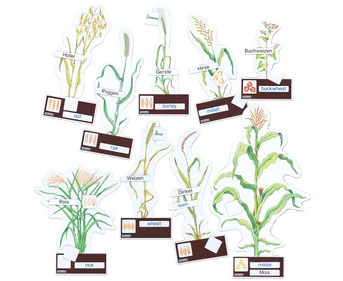 Betzold makes identifying grain types easy