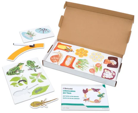 Betzold Animal Life Cycle, magnetic