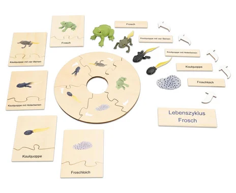 Betzold Frog Life Cycle