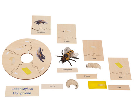 Betzold Honeybee Life Cycle