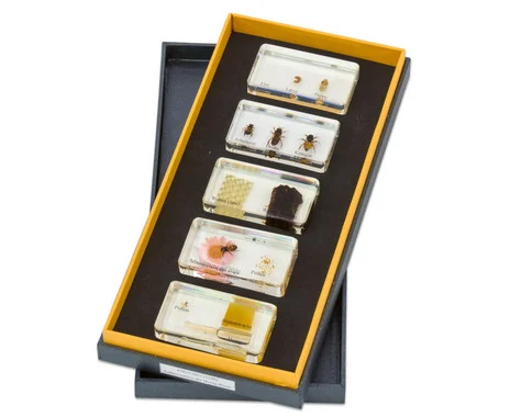 Betzold Honeybee Life Cycle, Art Glass Blocks