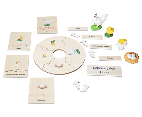 Betzold Chicken Life Cycle