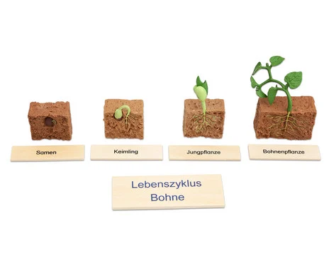 Betzold plant life cycle