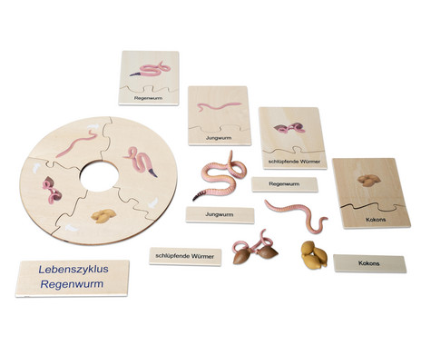 Betzold Earthworm Life Cycle