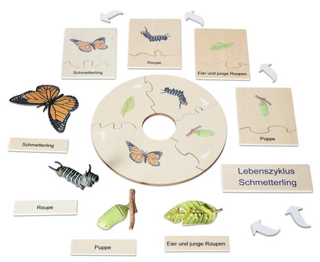 Betzold Butterfly Life Cycle