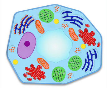 Betzold Magnetic Plant Cell
