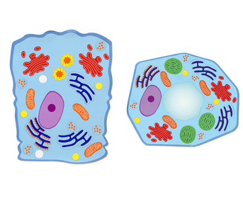 Betzold magnetic animal and plant cell