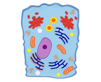 Betzold Magnetic Animal Cell