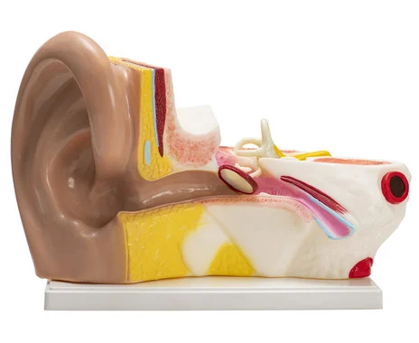 Betzold Ear Model