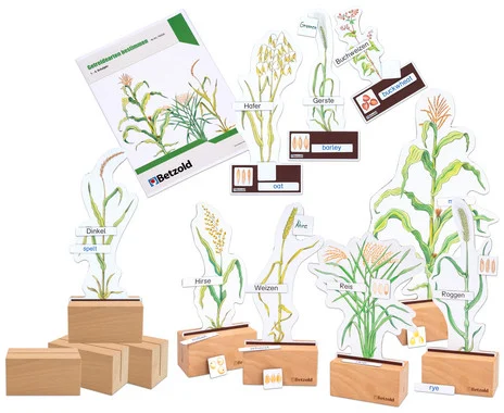 Betzold Value Pack “Identifying Grains”