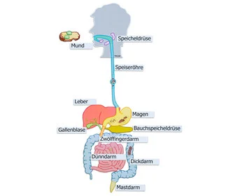Betzold Digestive Organs, magnetic whiteboard material