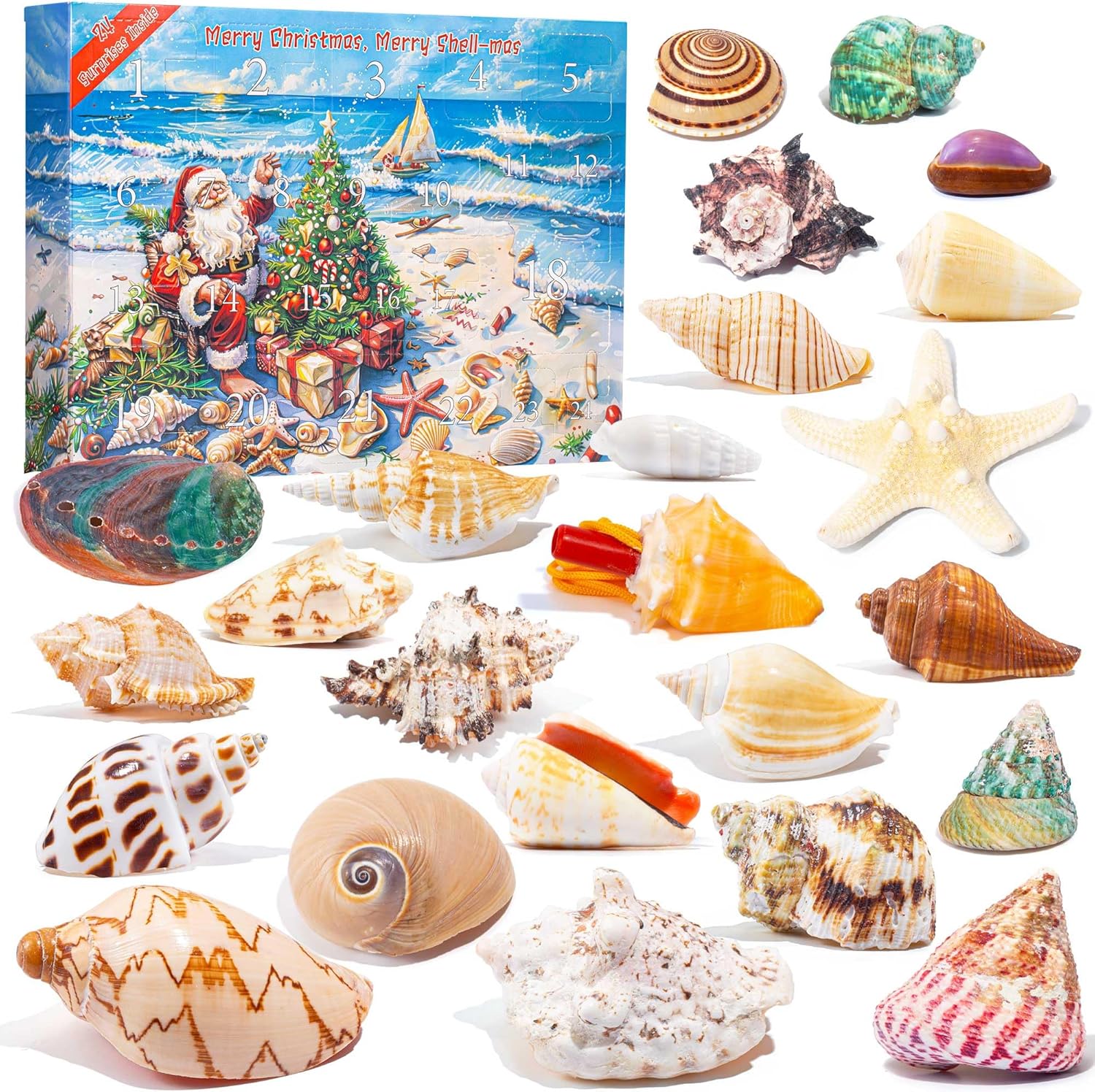 QianCannaor Advent Calendar 2024 for Crystals with 24 Days Christmas Calendar Countdown, Natural Minerals and Gemstones, Scientific Christmas Gifts (Shells Advent Calendar)