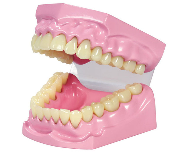 Betzold Dental Model