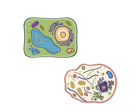 The cell, plant and animal