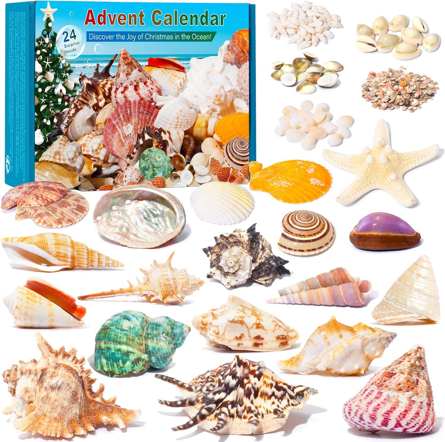 QianCannaor Advent Calendar 2024 for Crystals with 24 Days Christmas Calendar Countdown, Natural Minerals and Gemstones, Scientific Christmas Gifts (Shells)