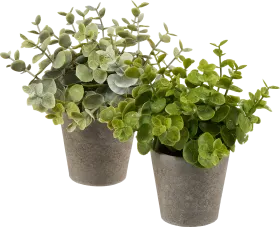 Boltze eucalyptus in a gray pot (18 cm), 1 piece