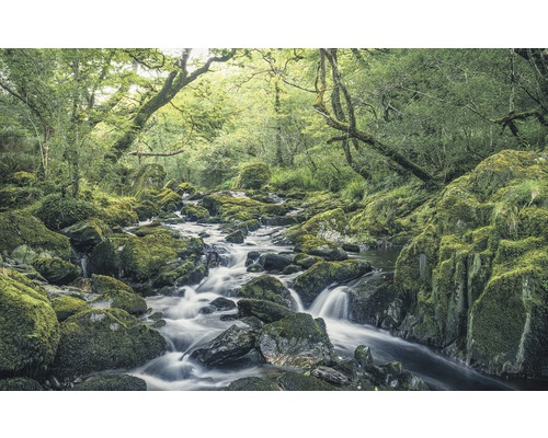 Komar Photo wallpaper non-woven SH056-VD4 Stefan Hefele Ed 1 Green Tales 4-piece. 400x250cm