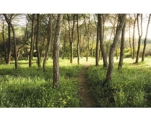 Komar Photo wallpaper non-woven SHX9-011 flower magic forest 9 pieces. 450x280cm