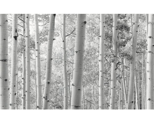 Komar Photo wallpaper non-woven SHX9-030 aspen forest 9 pieces. 450x280cm