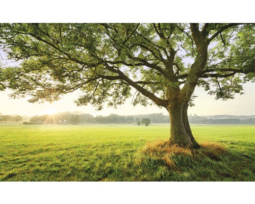 Komar Photo wallpaper non-woven SHX9-086 The Magic Tree 9 pieces. 450x280cm