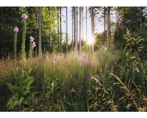 Komar Photo wallpaper non-woven X7-1005 Summer Glade 7 pieces. 350x250cm