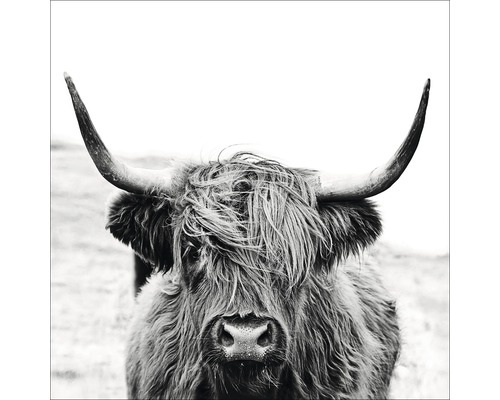 Pure Living Glass picture Scottish Highland cattle II 20x20 cm