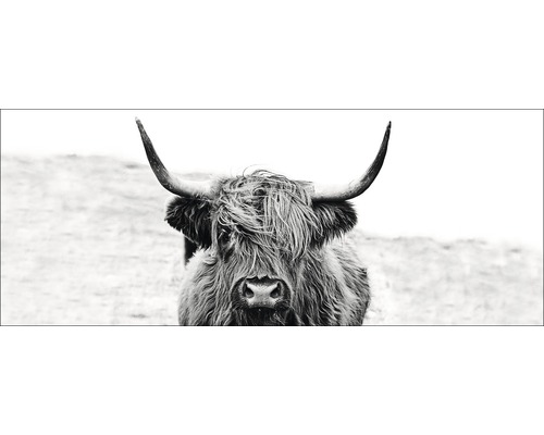 Pure Living Glass picture Scottish Highland Cattle ll 30x80 cm GLA2151