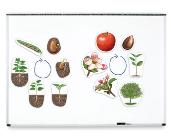 Large plant cycles, magnetic whiteboard material