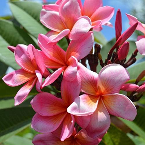 Rosa Nano: Frangipani Plumeria Rubra- 5 Fresh Valida Scelta Semi- di 12 Varietà Belle