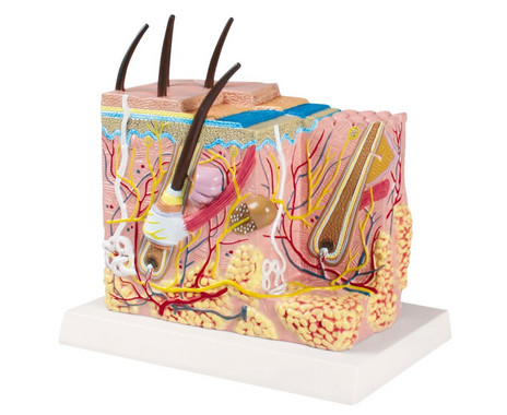 Skin model