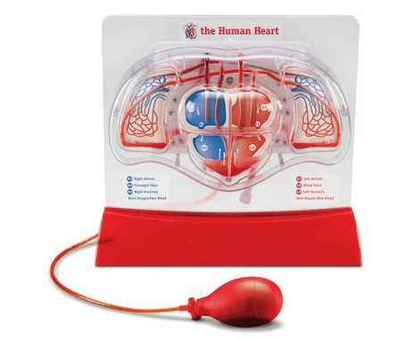Cardiovascular model