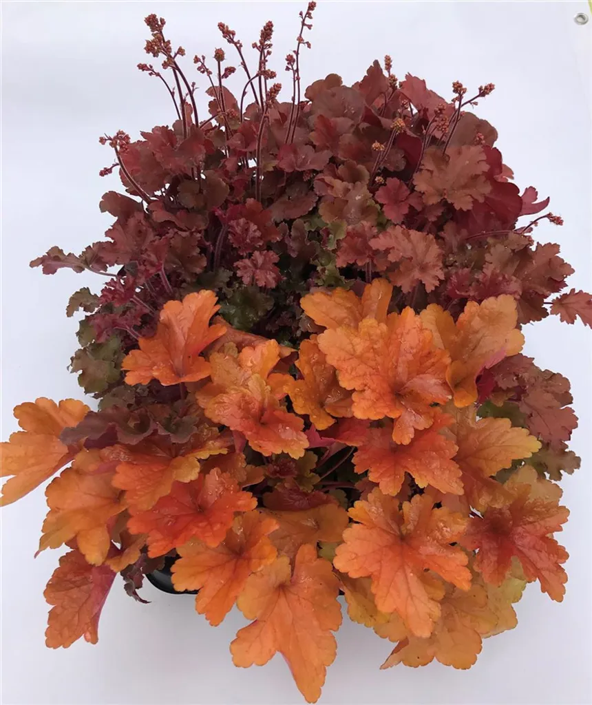 Blumen Eber Heuchera Mix Set red-orange - Coral Bells, 6 pots of 12 cm each - 6 pots of 12 cm each 600g