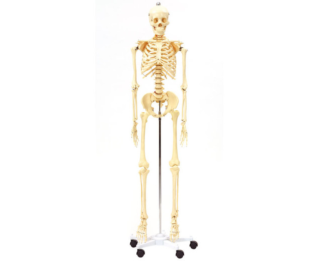4M Human Skeleton