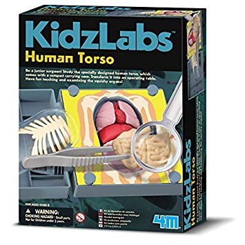 4M Human Torso