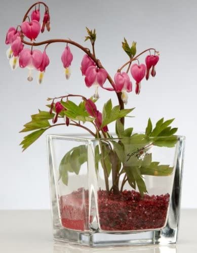 Sandra Rich glass vase CUBE square 12cm