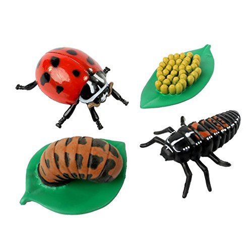 Insect Lore Life Cycle Stages Ladybird Learning Toy