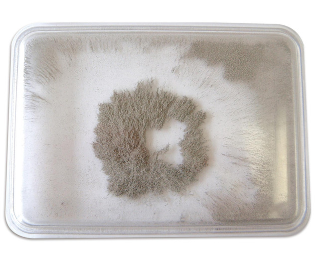 Betzold Iron Filings Bubble