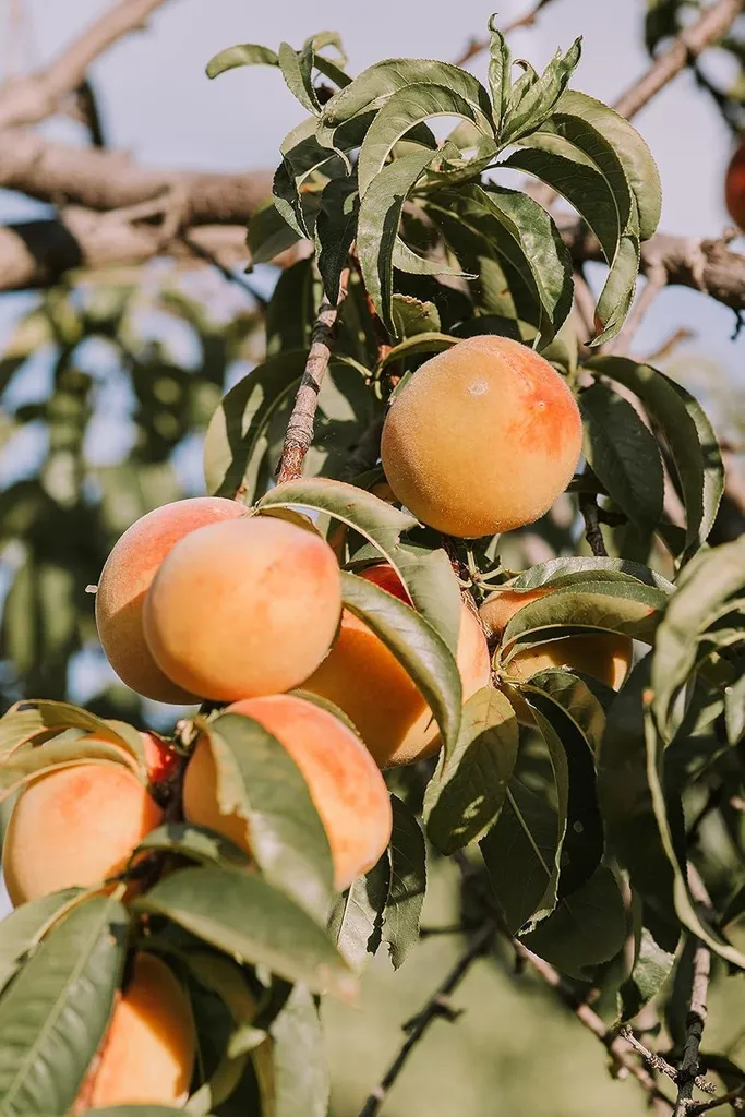 Kamelur® Organic Apricots 3 kg 3000g