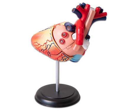 Small heart model